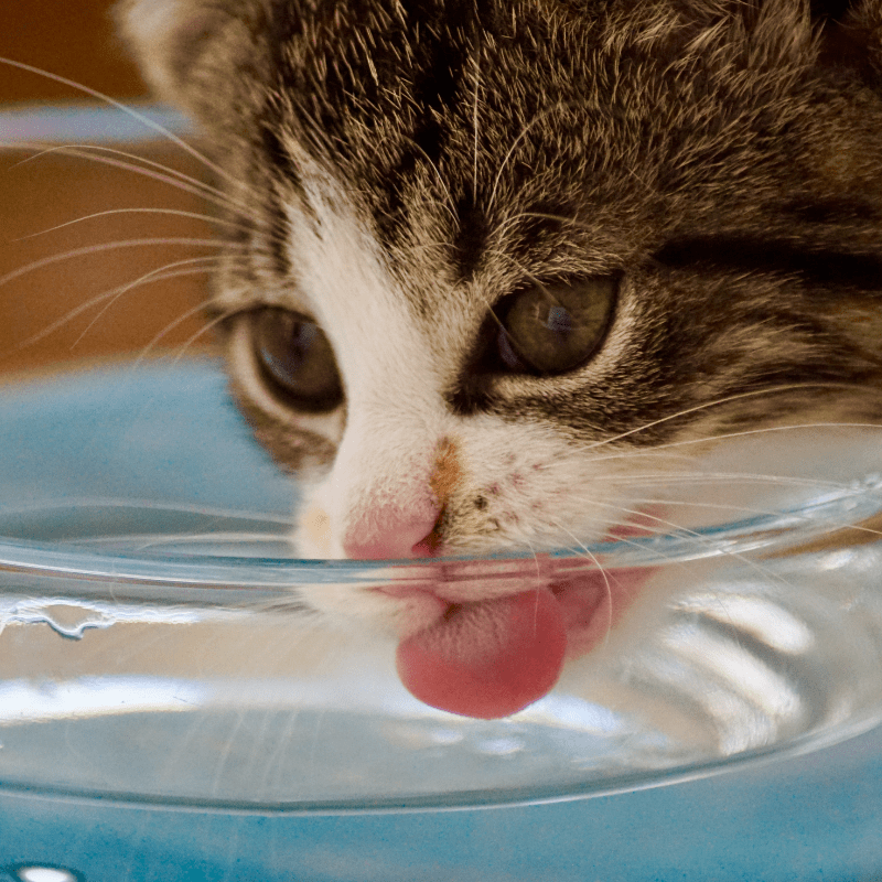 A kitten drinking from a glass of water.
