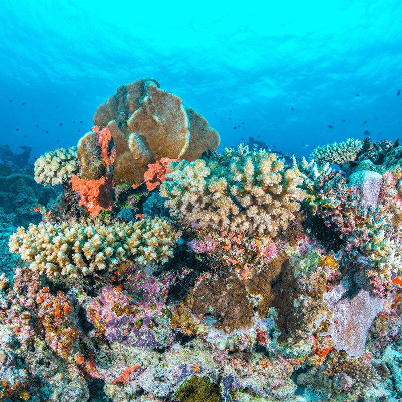 dying Coral reef